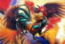 Ngũ cốc gà đá đóng vai trò quan trọng trong khẩu phần