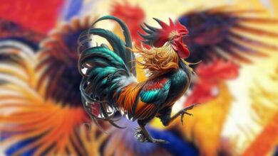 Ngũ cốc gà đá đóng vai trò quan trọng trong khẩu phần