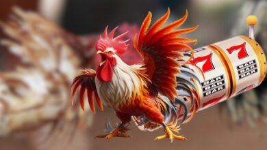 Dinh dưỡng gà đá ảnh hưởng trực tiếp đến thể trạng