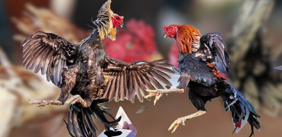 Giao diện thân thiện dễ sử dụng cho thành viên mới tham gia Thomo
