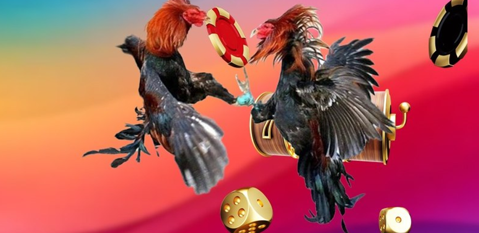 Bồ gà 67 tạo dấu ấn nhờ giao diện hiện đại