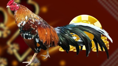 Trực tiếp Thomo