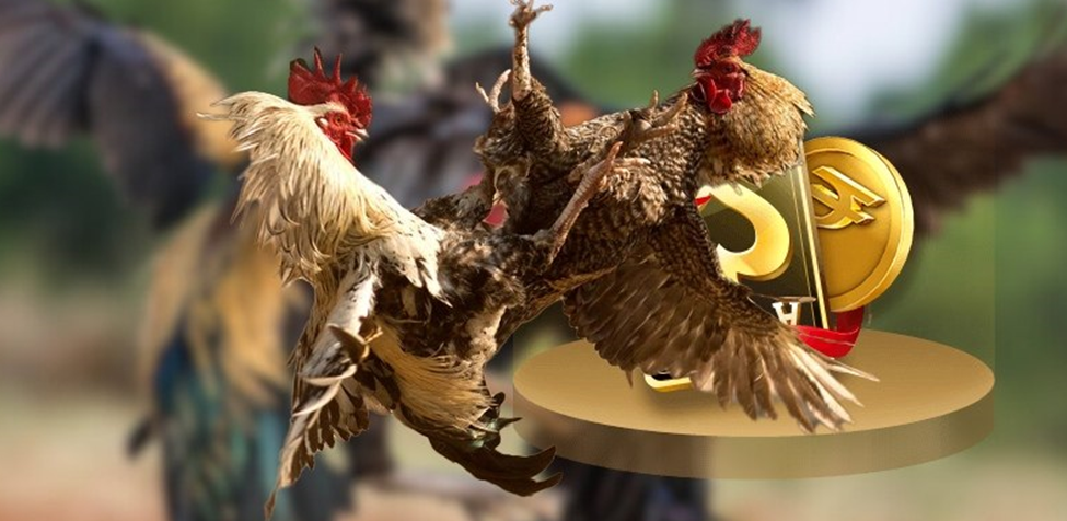 Kho nội dung giải trí tại bồ gà 67 mang lại cảm giác mới mẻ