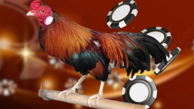 Đá gà Thomo