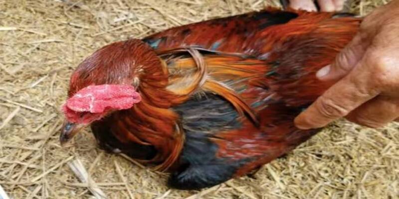 Tránh sai lầm khi chữa tang gà chọi