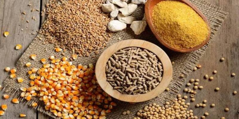 Chế độ dinh dưỡng đặc biệt giúp phục hồi thể trạng cho gà chọi bị khò khè