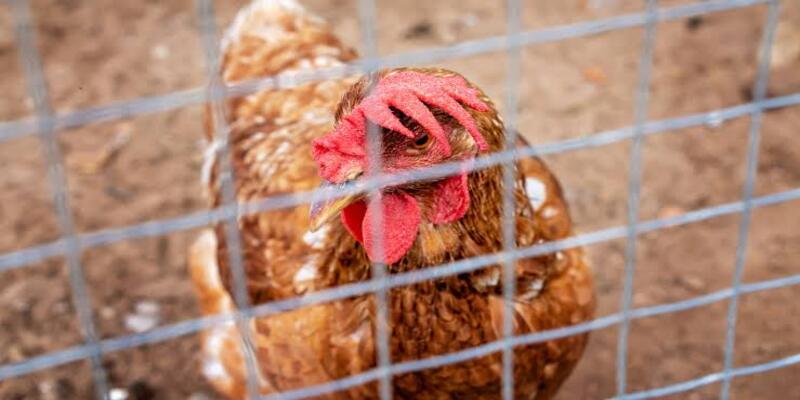 Quy trình cách ly và vệ sinh chuồng trại khi gà chọi bị khò khè cấp tính