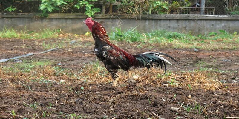 Không lạm dụng thuốc bổ để gà chọi nhanh hừng