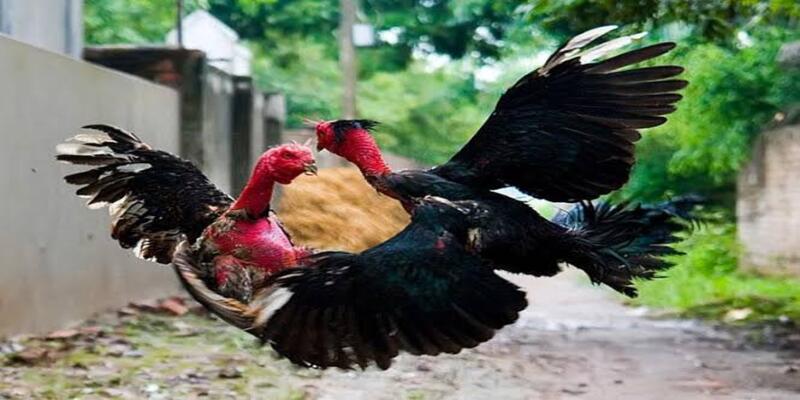 Mẹo chăm sóc gà chọi nhanh hừng
