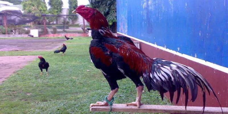 Chế độ chăm sóc phục hồi bắt buộc sau mỗi kỳ theo lịch vần gà tơ