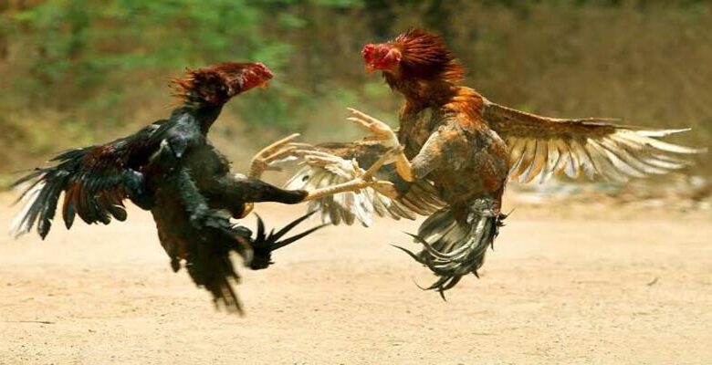 Mẹo chọn gà mồi dắt lối khi thực hiện lịch vần gà tơ