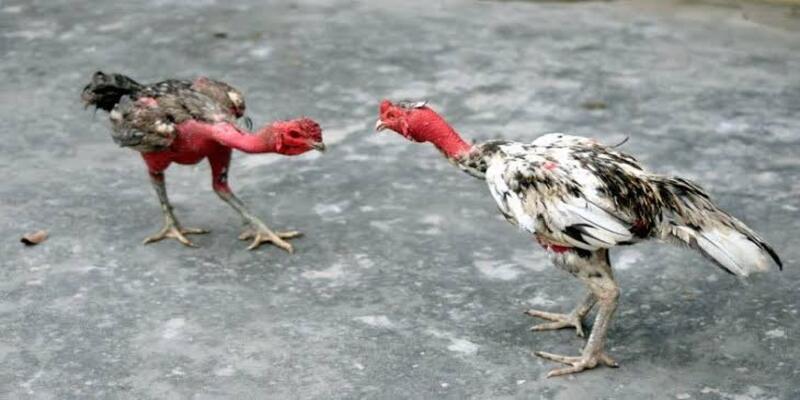 Các cột mốc quan trọng trong lịch vần gà tơ chuẩn sư kê