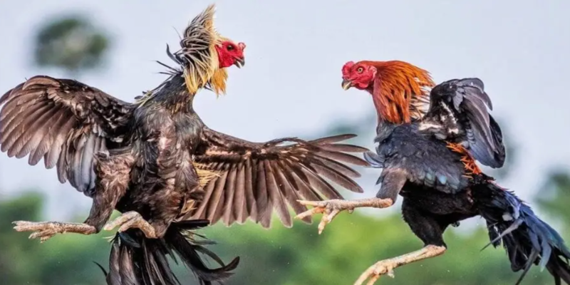 Lưu ý khi vô nghệ gà chọi và xả nghệ