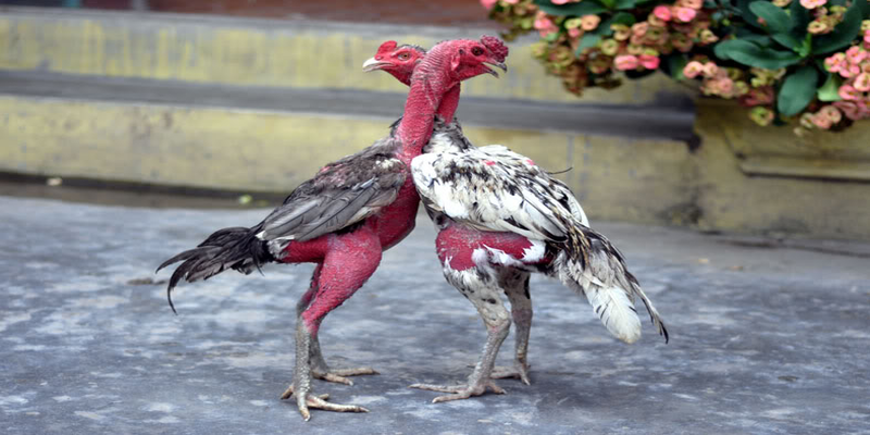 Cách điều chỉnh thức ăn gà chọi giúp tiêu mỡ tăng cơ nhanh chóng