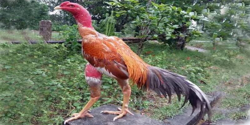 Lưu ý khi vào mồi đá gà và xả mồi tránh béo phì