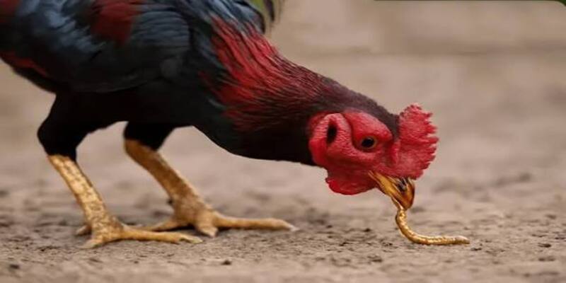 Giá trị sinh học của mồi tươi đối với kỹ thuật vào mồi gà đá