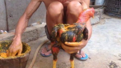 Chi tiết quy trình ra nghệ và vô nghệ gà chọi an toàn hiệu quả