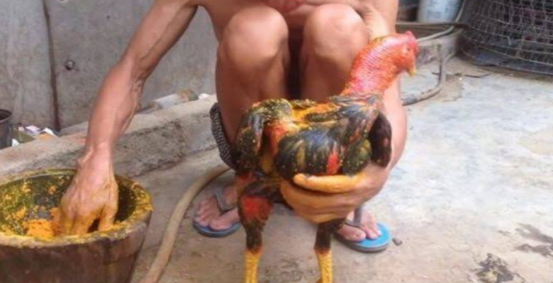 Chi tiết quy trình ra nghệ và vô nghệ gà chọi an toàn hiệu quả