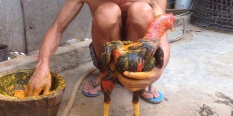 Chi tiết quy trình ra nghệ và vô nghệ gà chọi an toàn hiệu quả