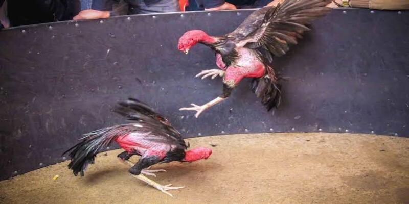 Tác dụng vượt trội của kỹ thuật vô nghệ gà chọi sau trận đấu